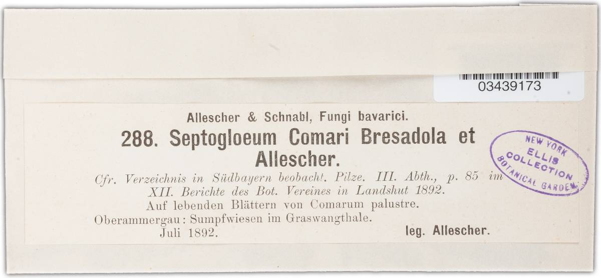 Septogloeum comari image