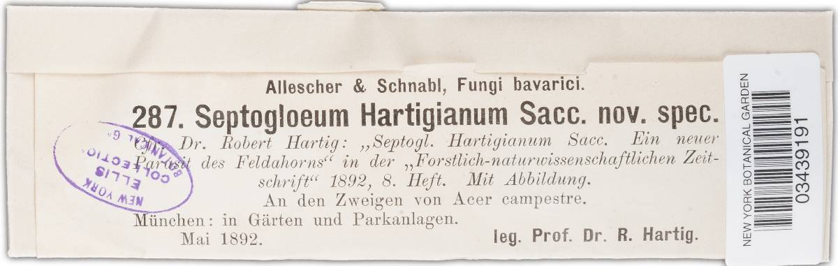 Septogloeum hartigianum image