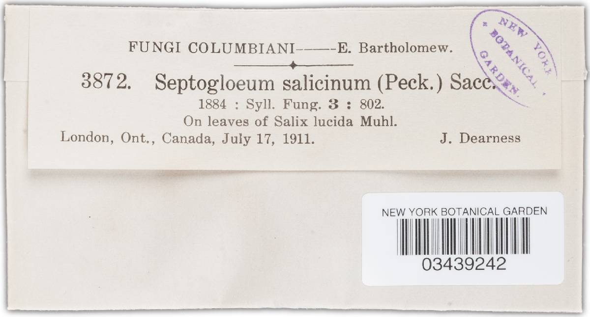 Septogloeum salicinum image