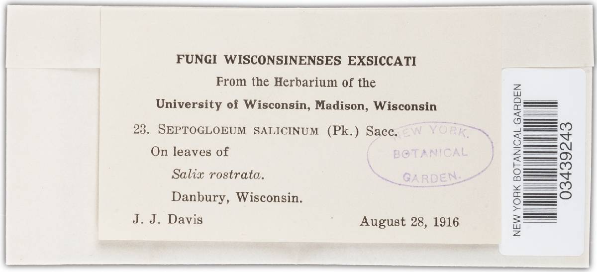 Septogloeum salicinum image