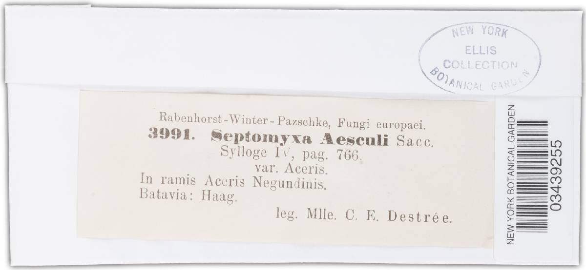 Septogloeum aesculi image