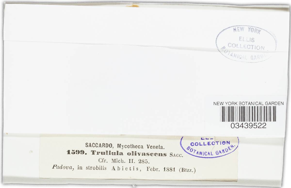 Trullula olivascens image