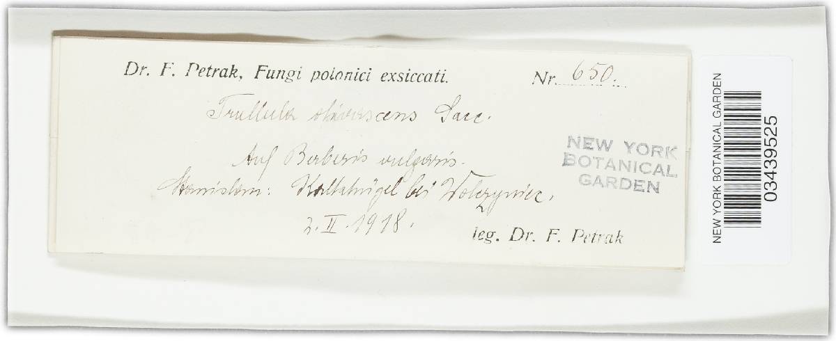 Trullula olivascens image