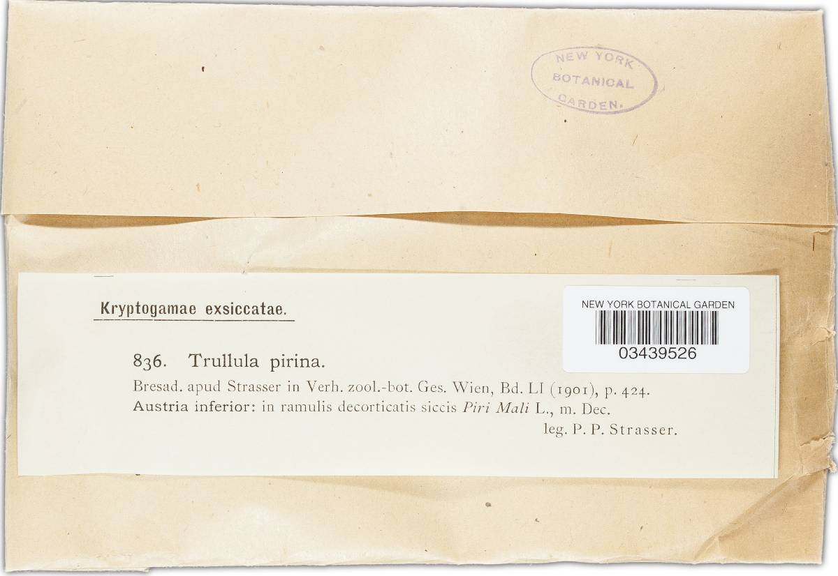 Trullula pirina image
