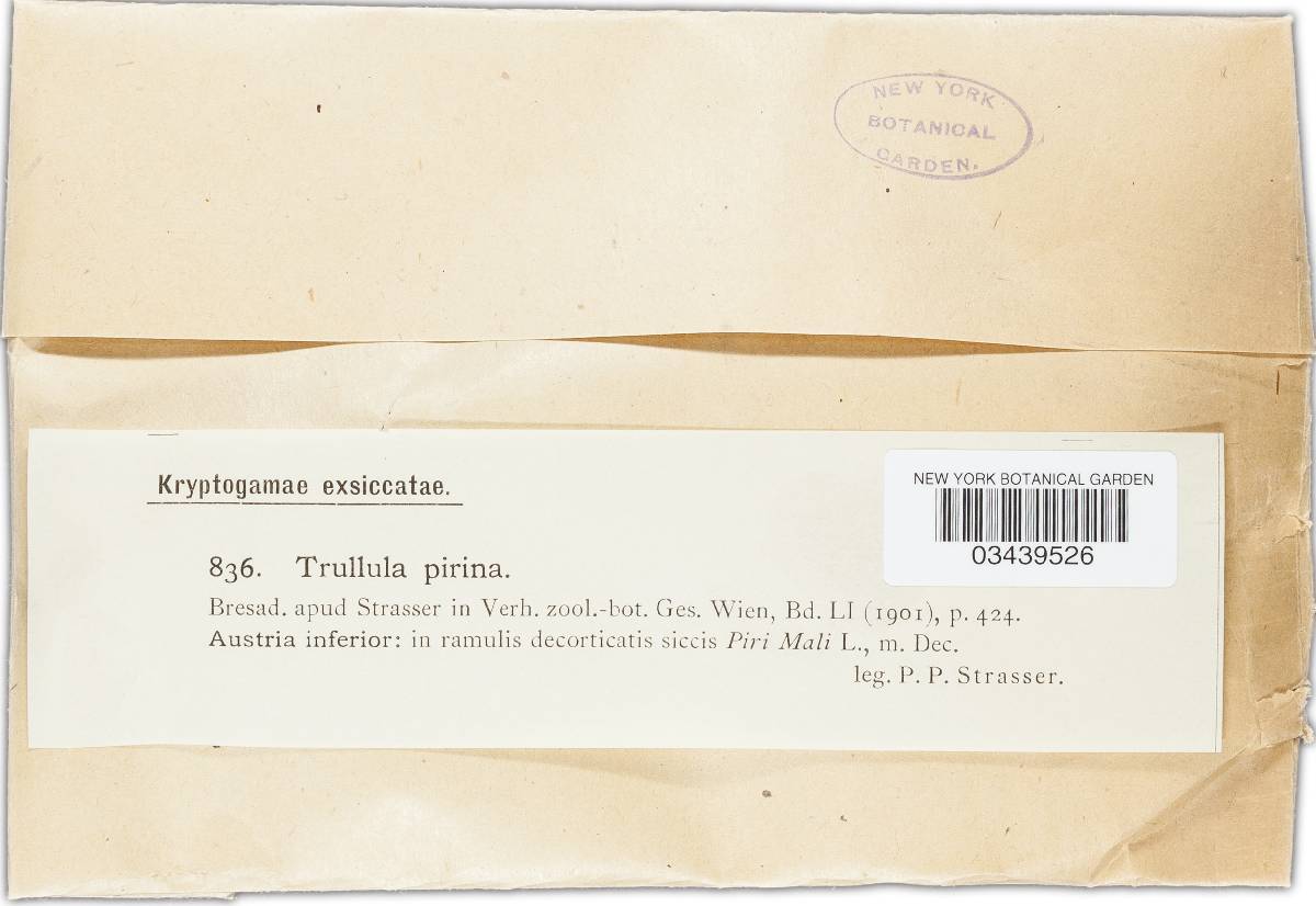 Trullula pirina image