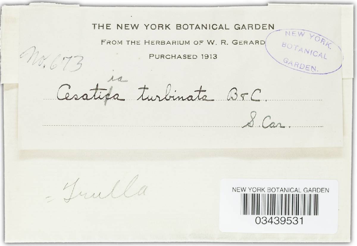 Trullula turbinata image