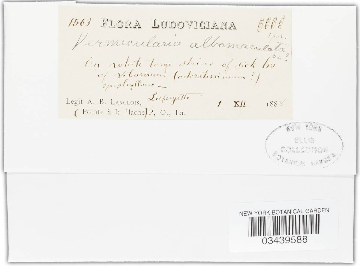Vermicularia albomaculata image