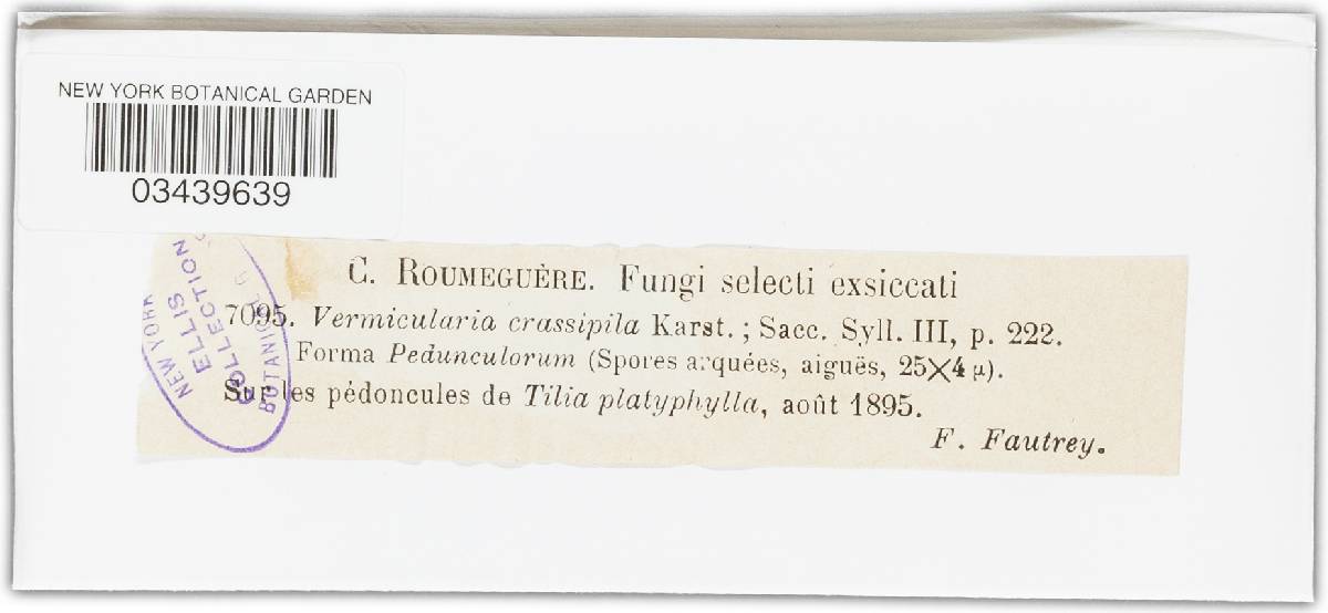 Vermicularia crassipila image