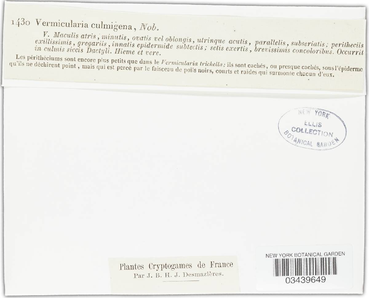 Vermicularia culmigena image