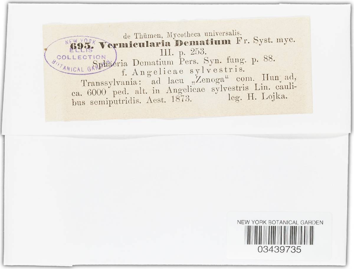 Vermicularia denudata image