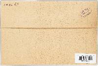 Vermicularia denudata image