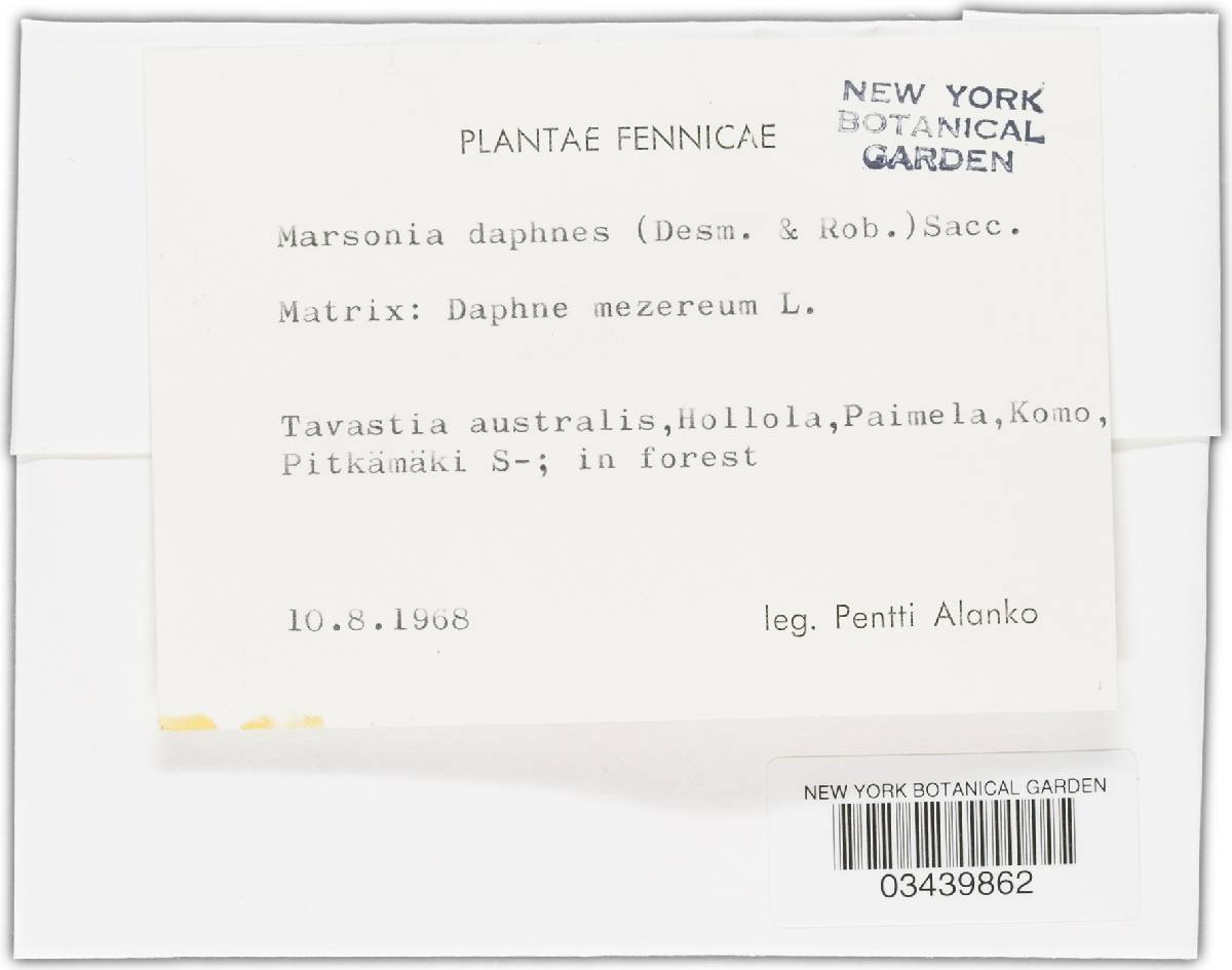 Marssonina daphnes image