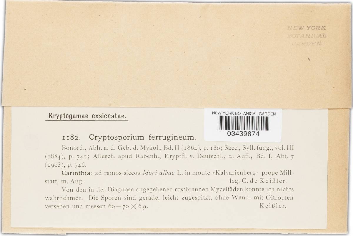 Cryptosporium ferrugineum image