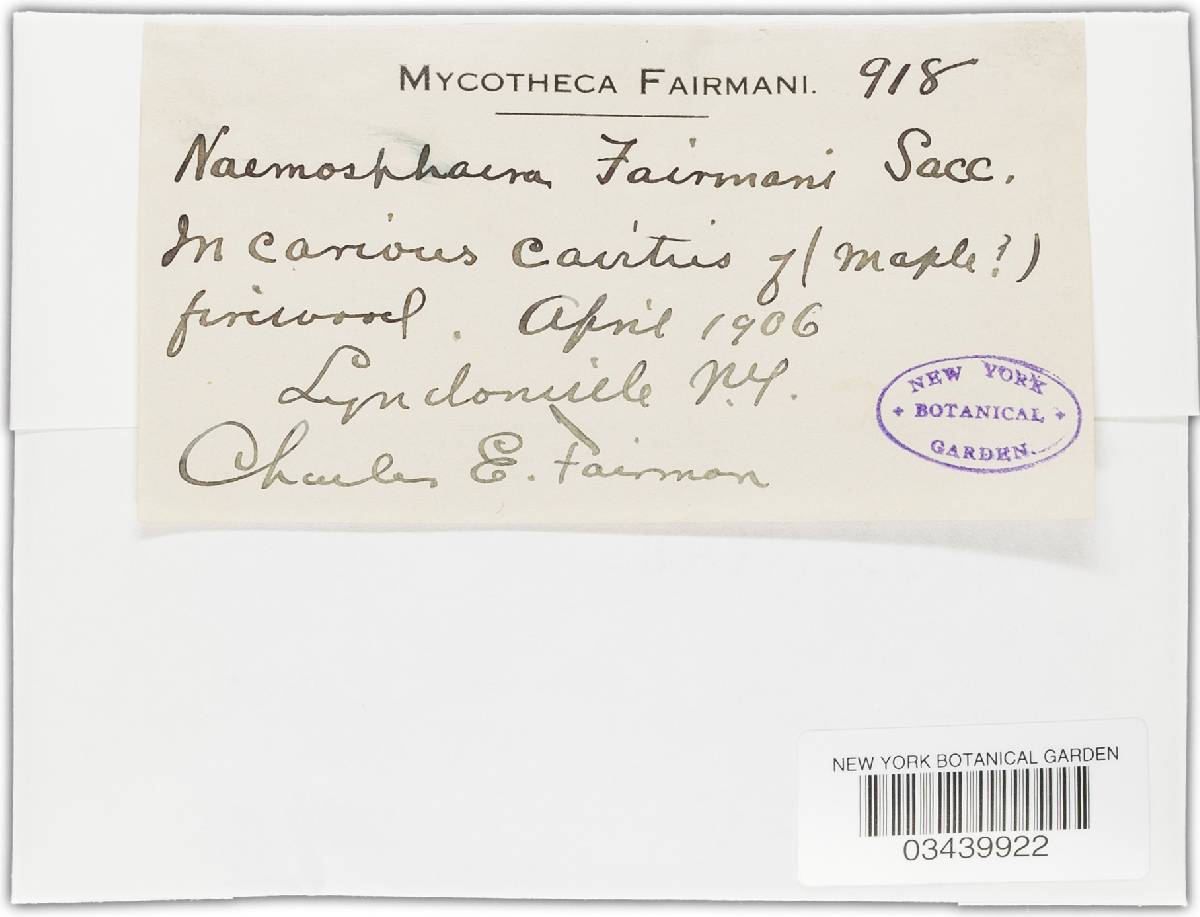 Naemosphaera fairmanii image