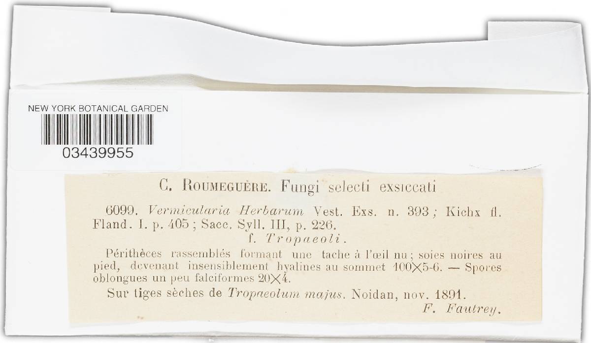Vermicularia herbarum image