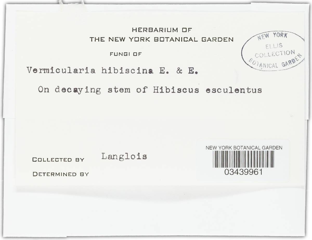 Vermicularia hibiscina image