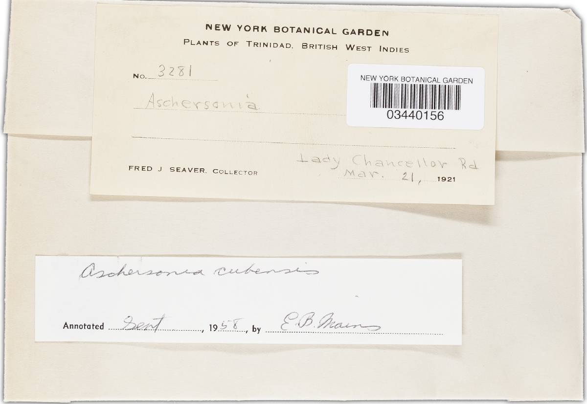 Aschersonia cubensis image