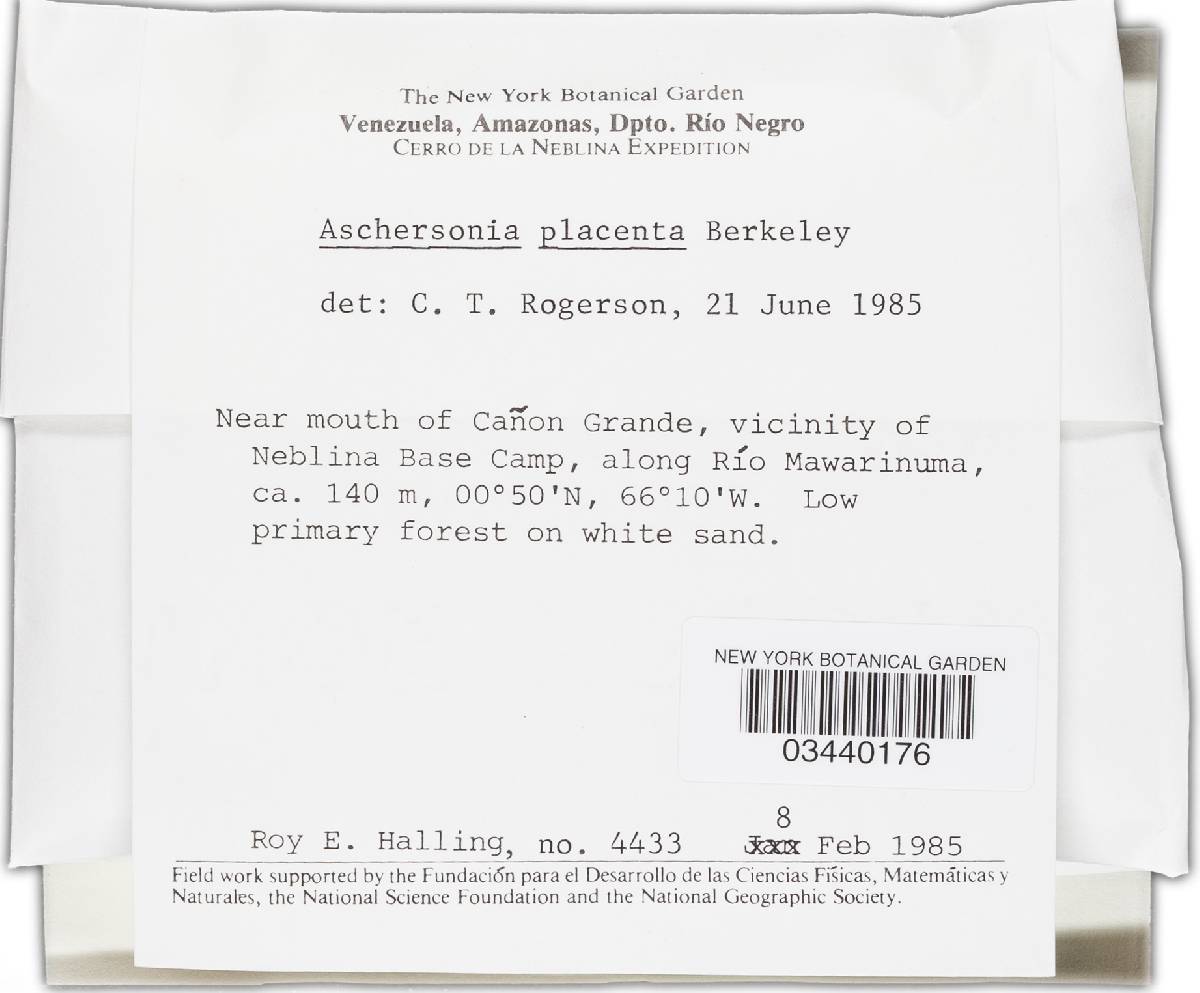 Aschersonia placenta image