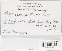 Aschersonia tamurai image