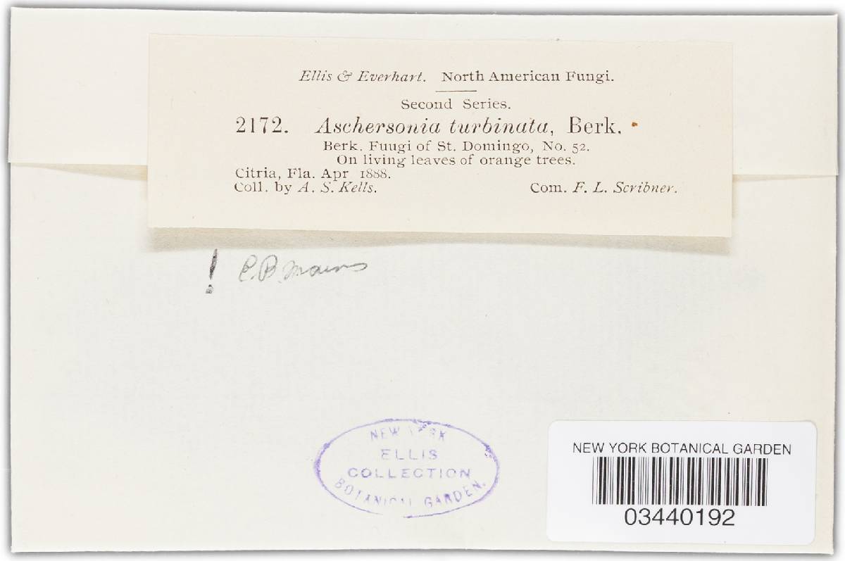Aschersonia tamurai image