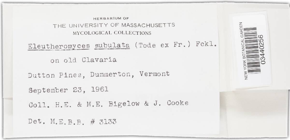 Eleutheromyces subulatus image