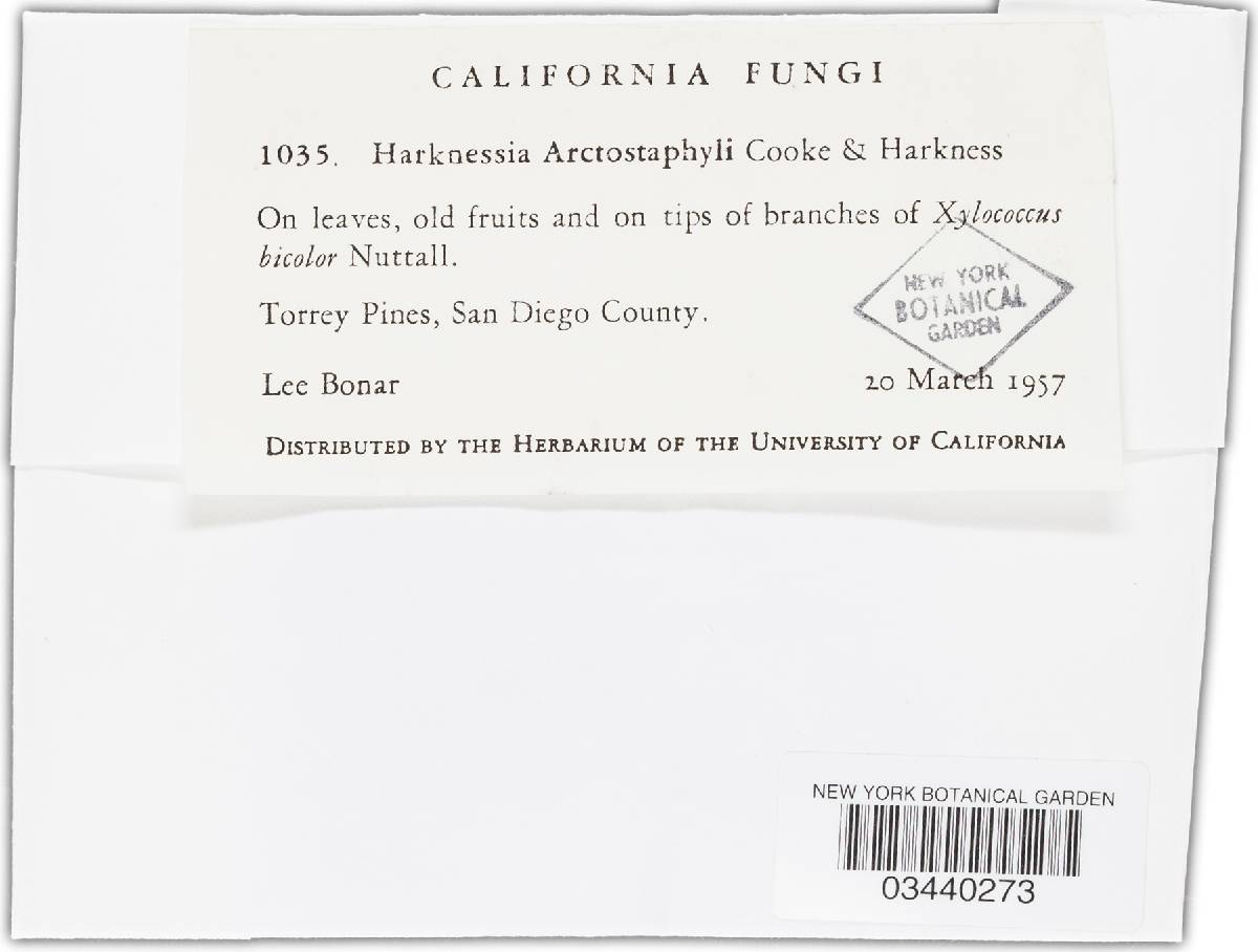 Harknessia arctostaphyli image