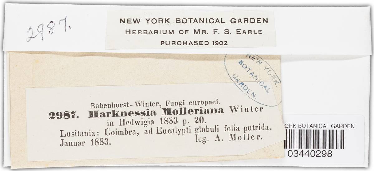 Harknessia molleriana image