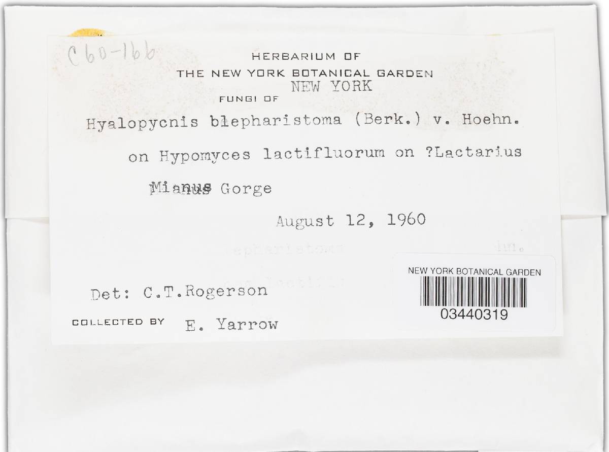 Hyalopycnis blepharistoma image