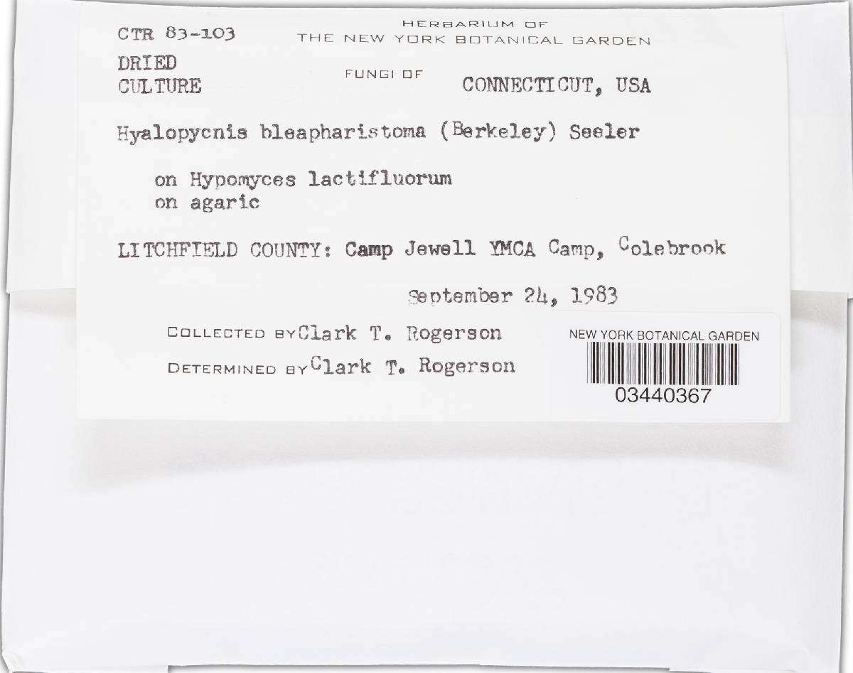 Hyalopycnis image