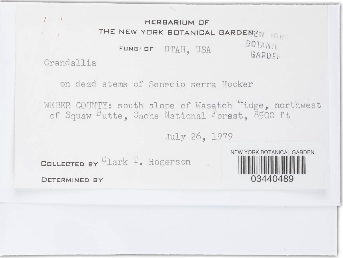 Crandallia image