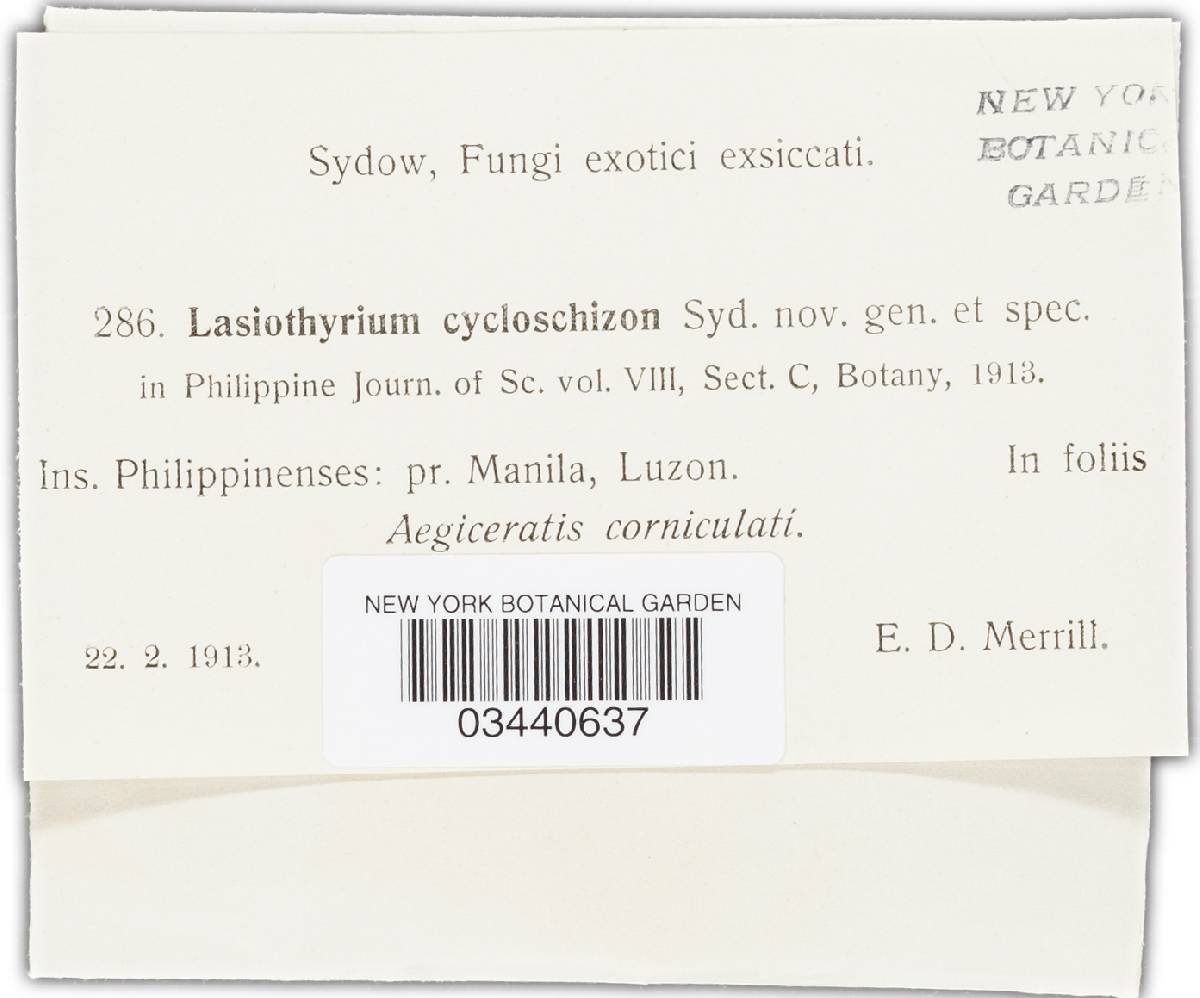 Lasiothyrium cycloschizon image