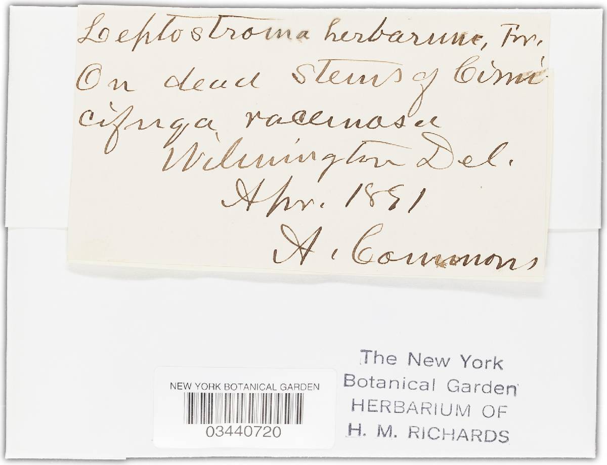 Leptostroma herbarum image
