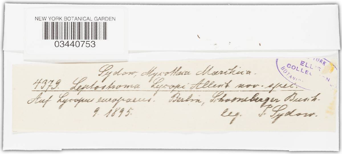 Leptostroma laricinum image