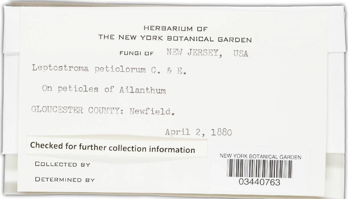 Leptostroma petiolorum image