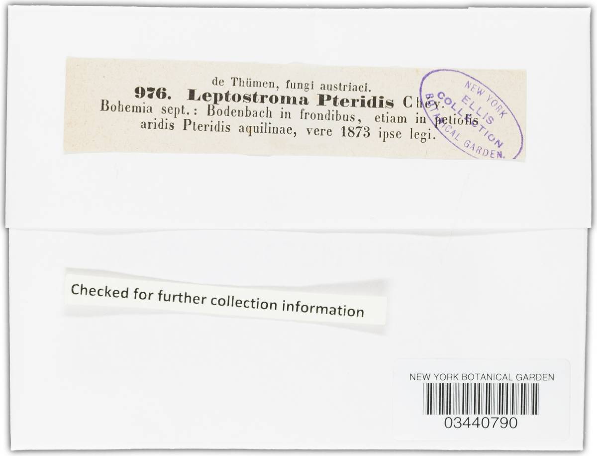 Leptostroma pteridis image