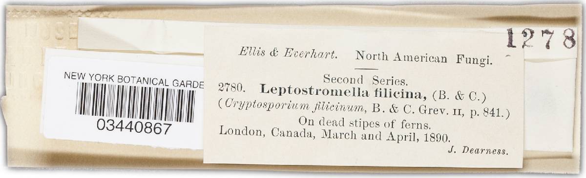 Leptostromella filicina image