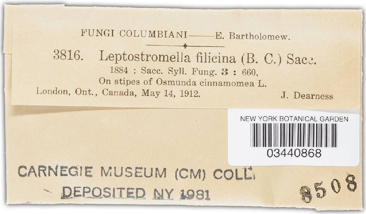 Leptostromella filicina image
