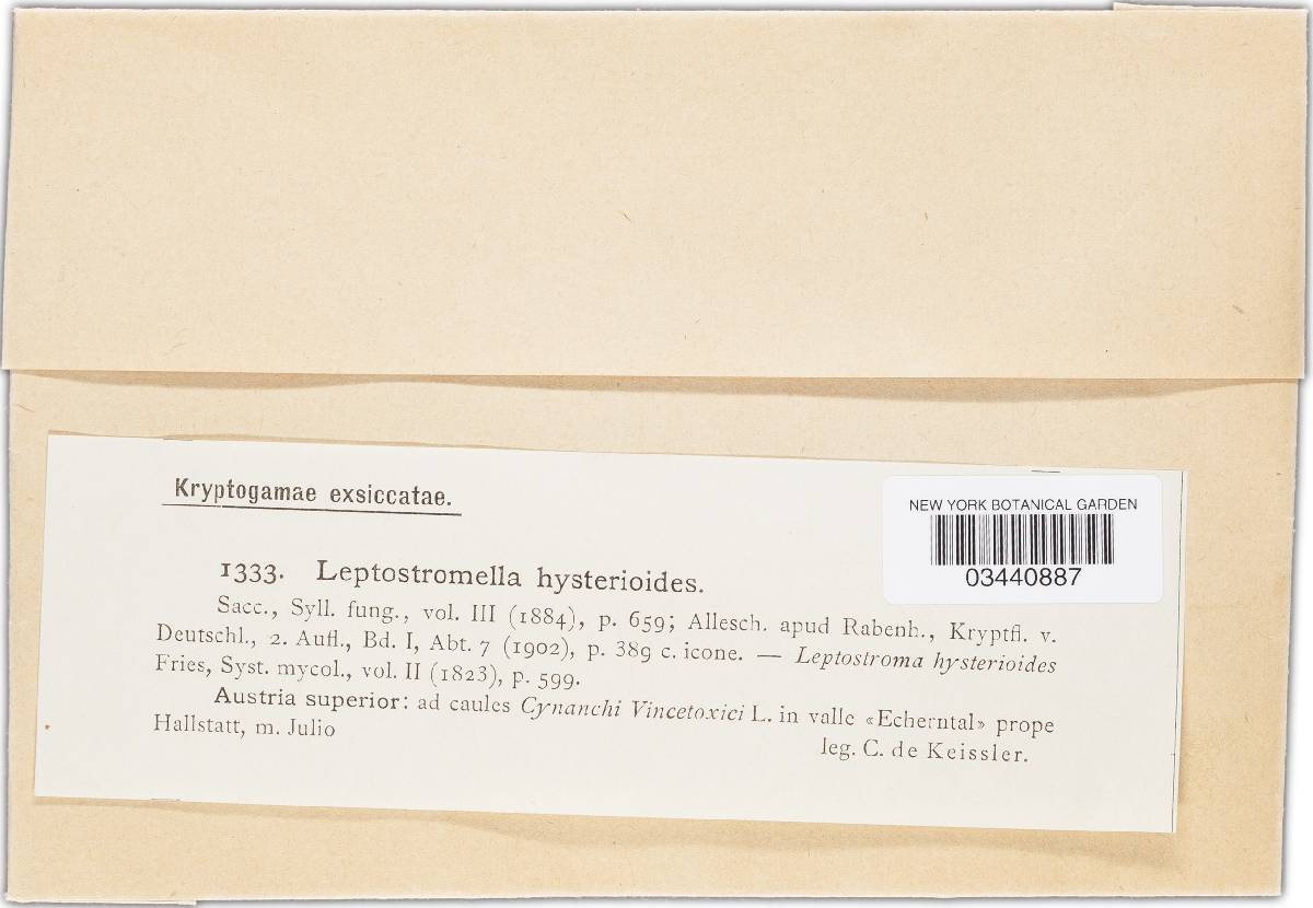 Leptostromella hysterioides image