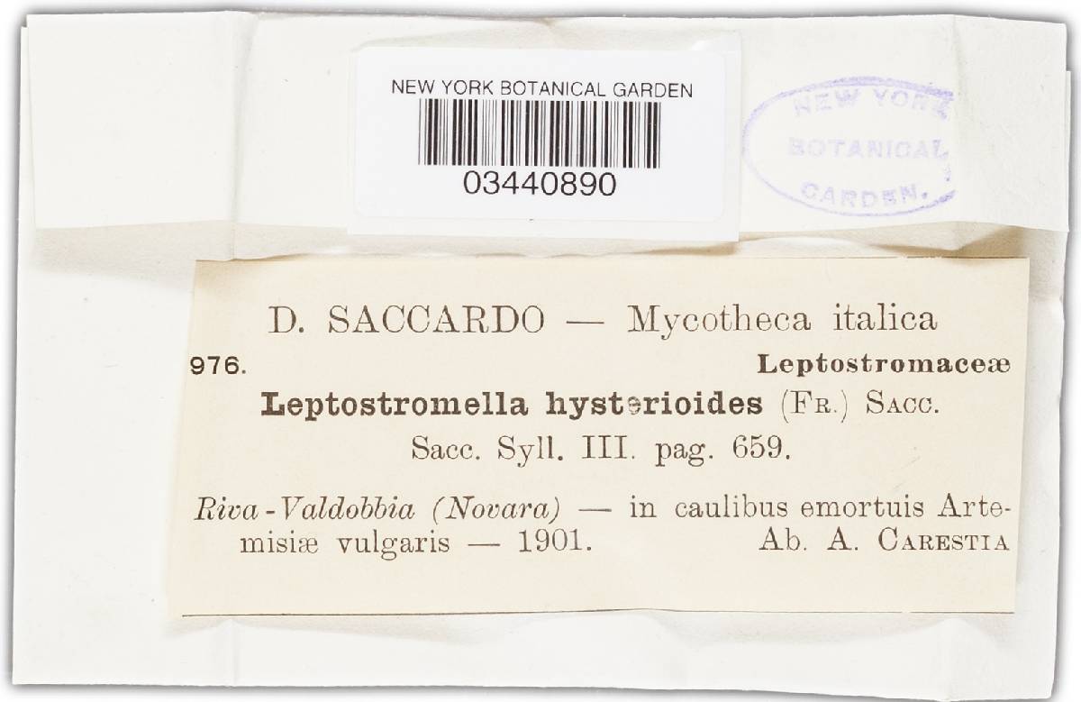 Leptostromella hysterioides image