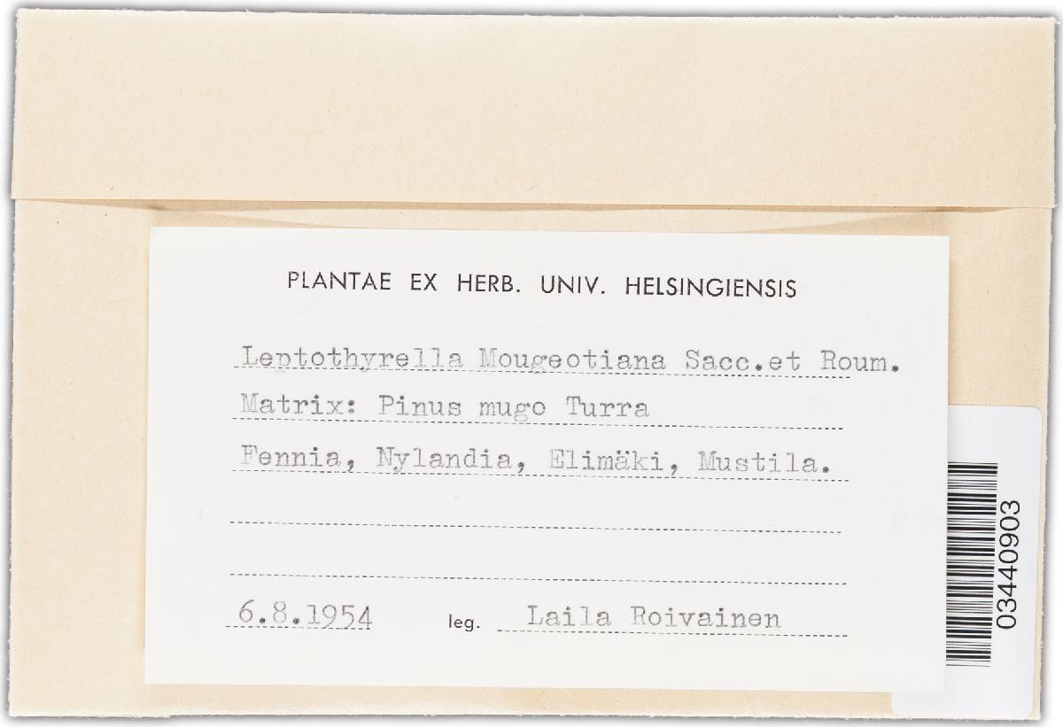 Leptothyrella mougeotiana image