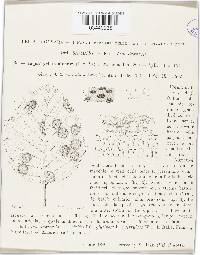 Leptothyrium alneum image