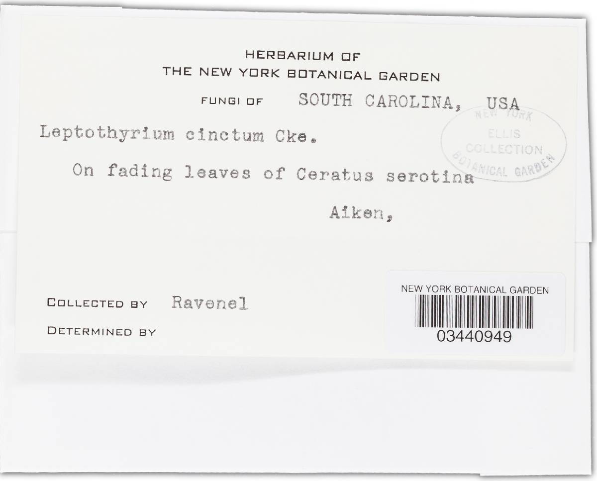 Leptothyrium cinctum image