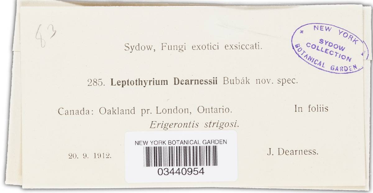Leptothyrium dearnessii image