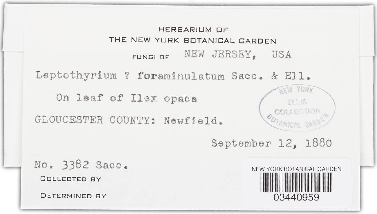 Leptothyrium foraminulatum image