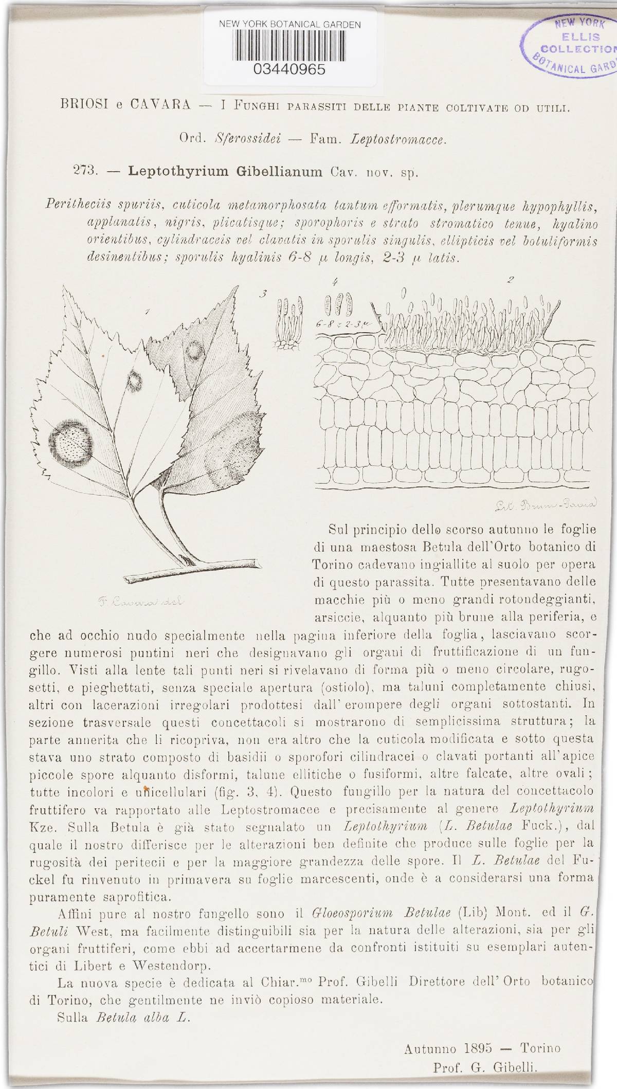 Leptothyrium gibellianum image