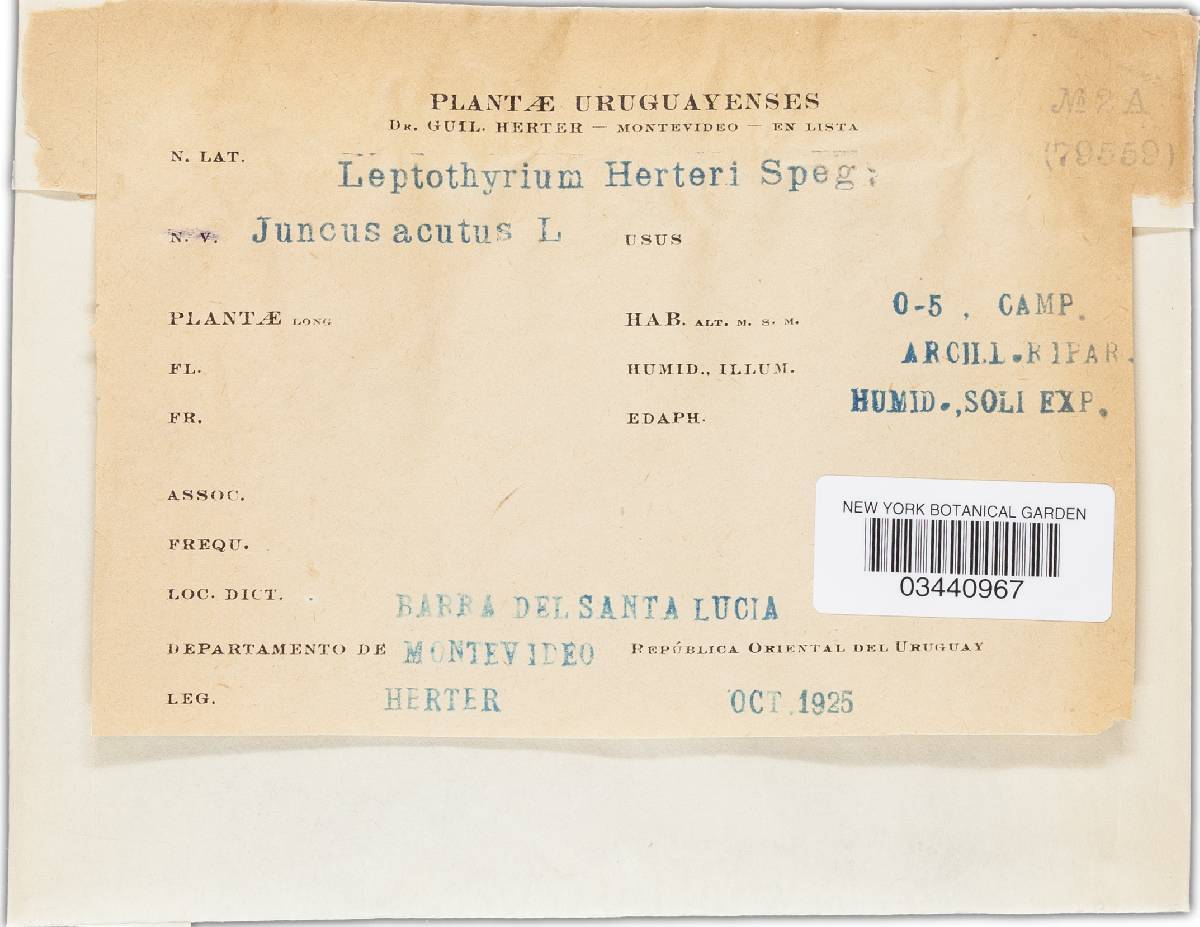 Leptothyrium herteri image