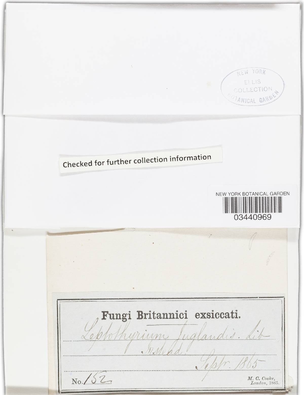 Cylindrosporella juglandis image