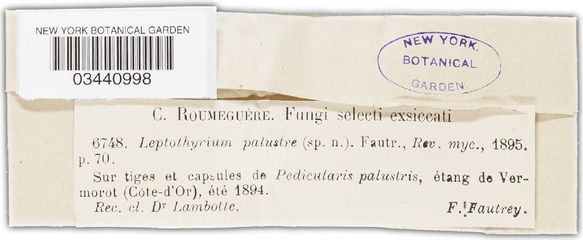 Leptothyrium palustre image