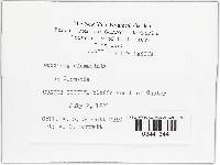 Puccinia recondita image