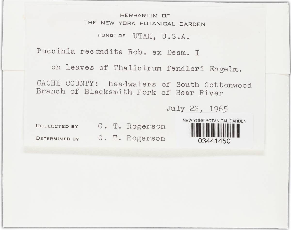 Puccinia recondita image